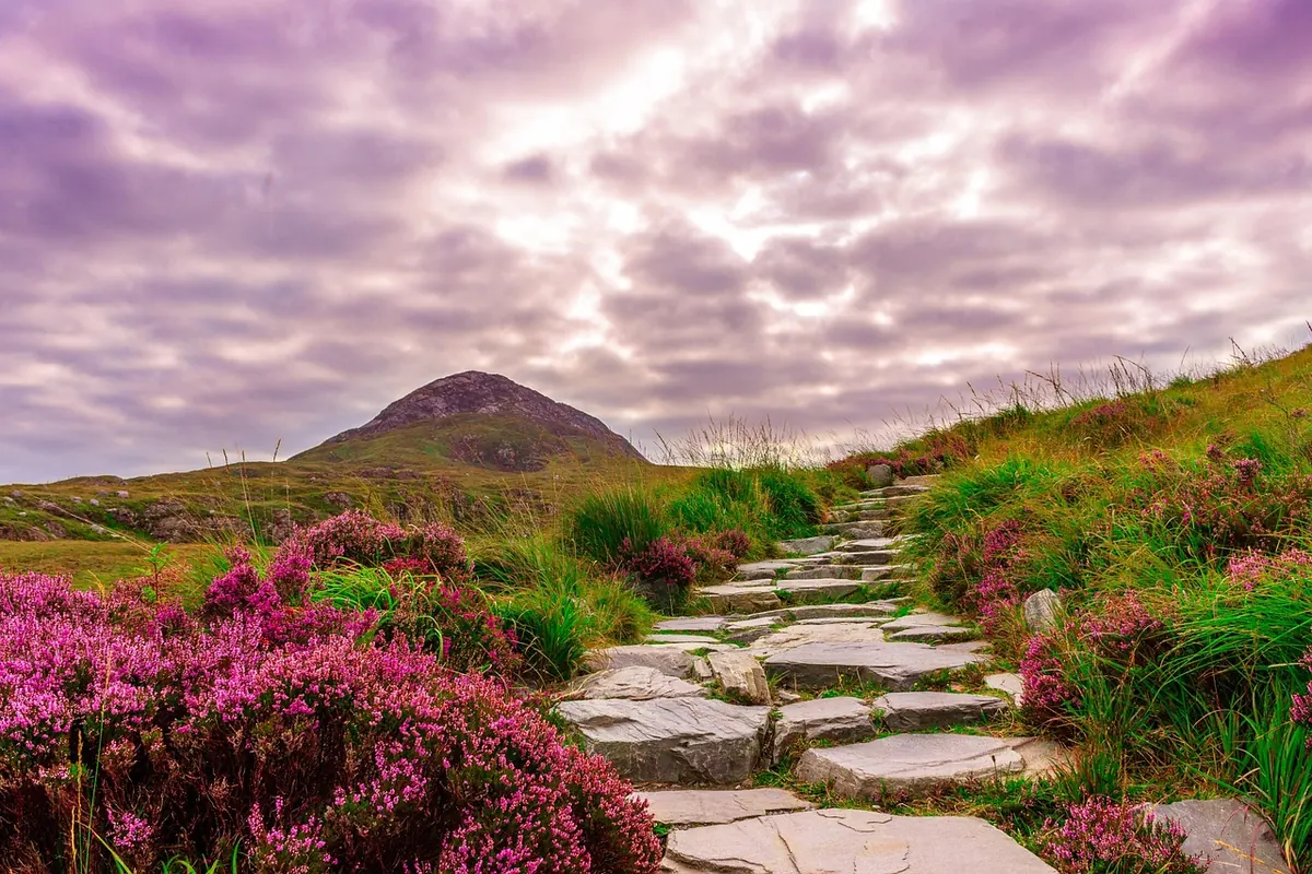 How to Identify Five Common Downland Wildflowers in Early Summer